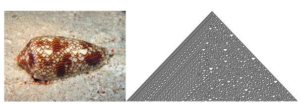 The Game of “Real” Life:  The Patterns on Sea Snail Shells can be modelled by Cellular Automata.