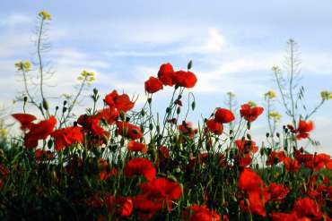 Beyond the Somatic Rituals of Remembrance Day: Are We Capable of Peace?