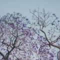 Into the Jacaranda-Garden