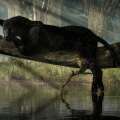 When I Become a Panther